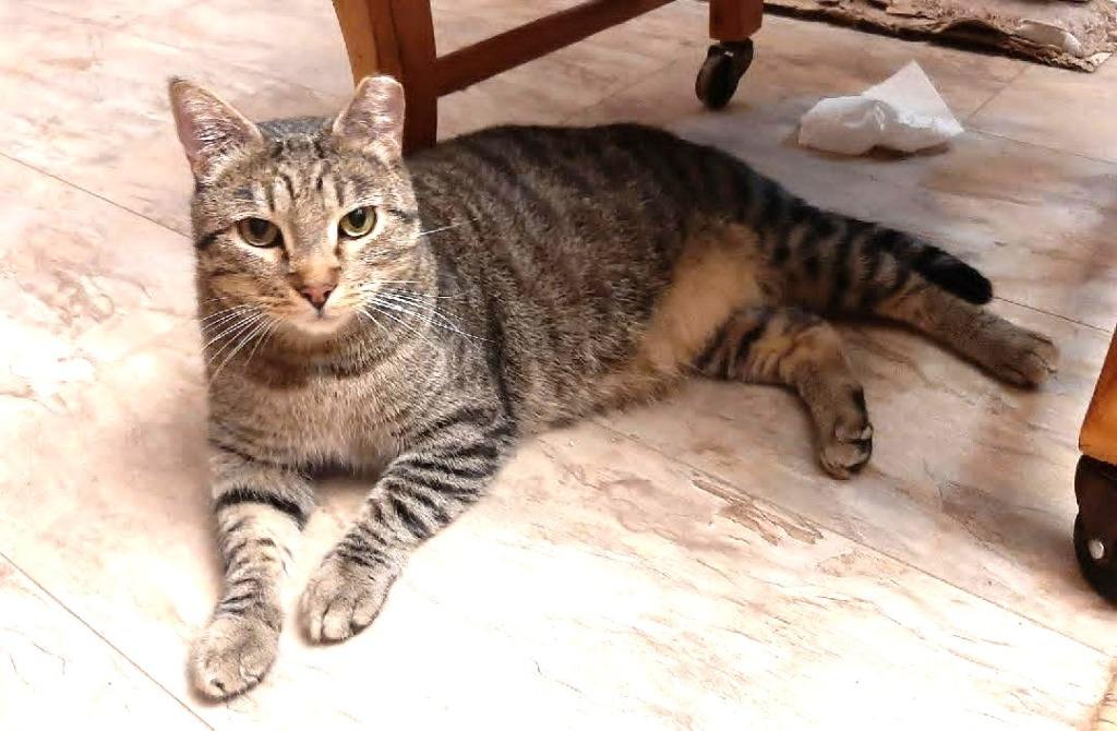 Mr. Fluffy Stripes, Adoptable, Young Male Domestic Short Hair.