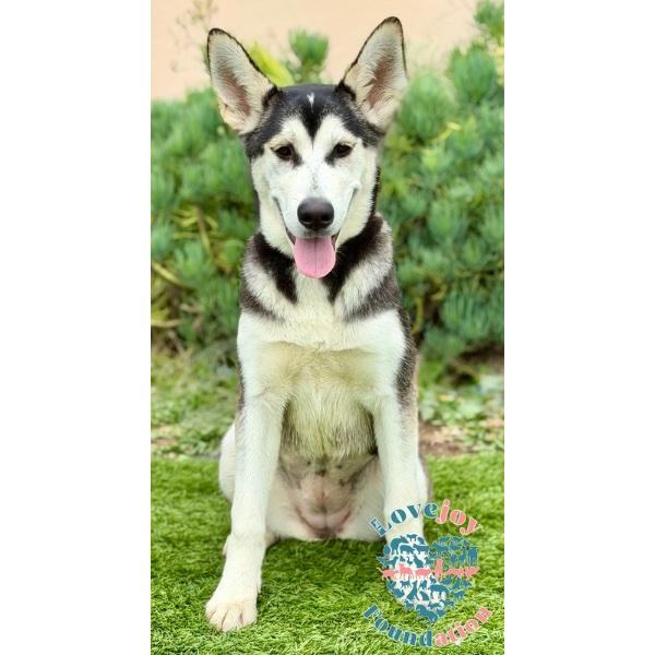 Sierra COH, a Adoptable Husky in Inglewood, CA image 1/2