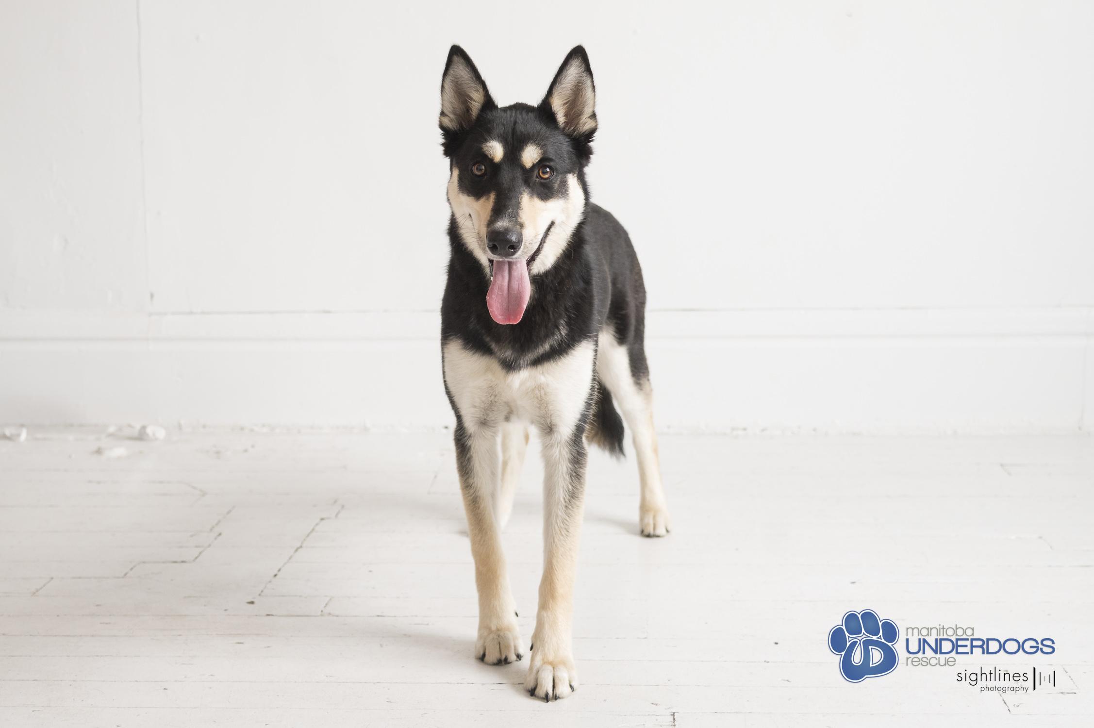 Enlarge Squall, an adoptable mixed breed in Winnipeg, MB image 2/4