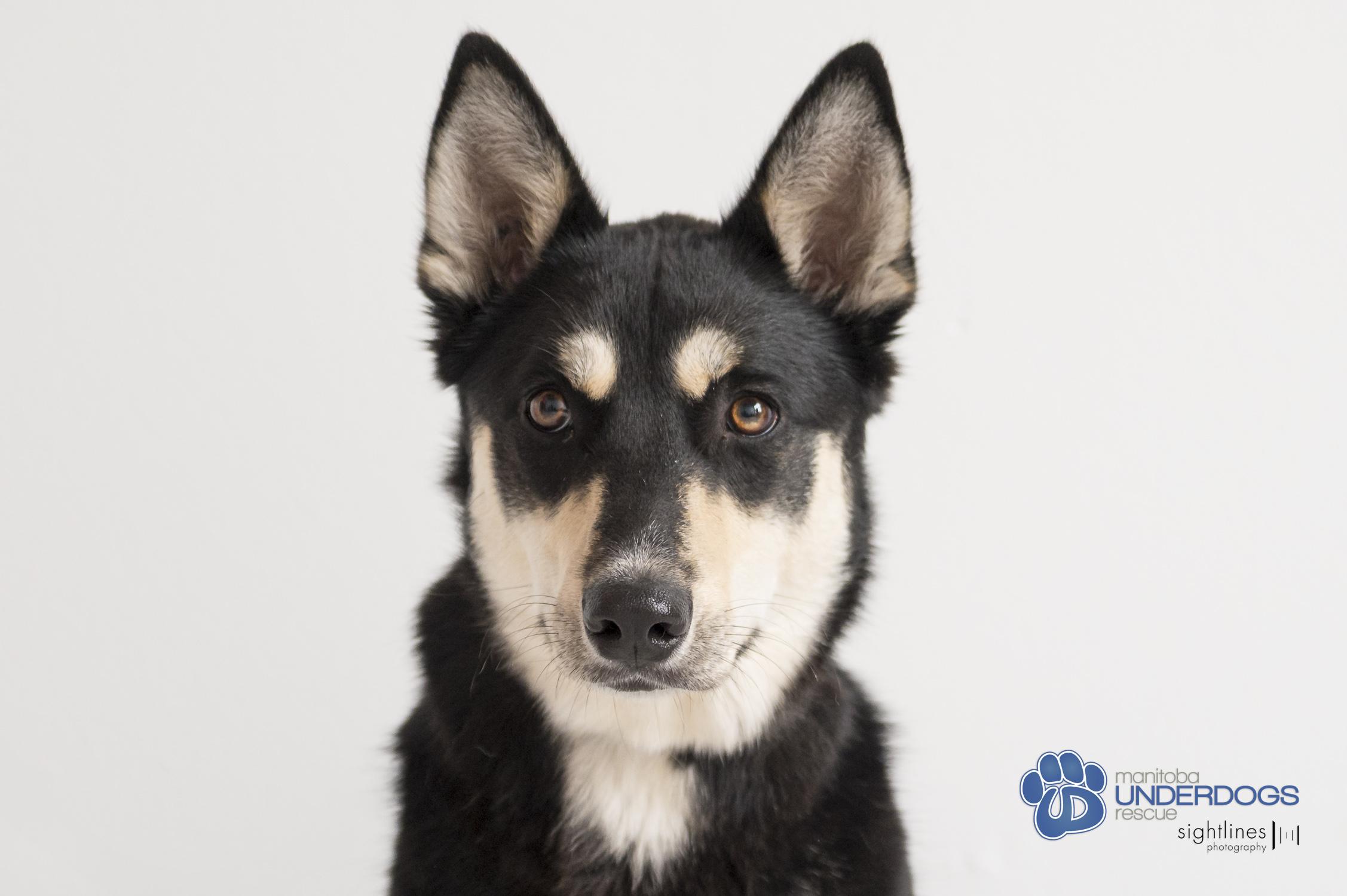 Enlarge Squall, an adoptable mixed breed in Winnipeg, MB image 1/4