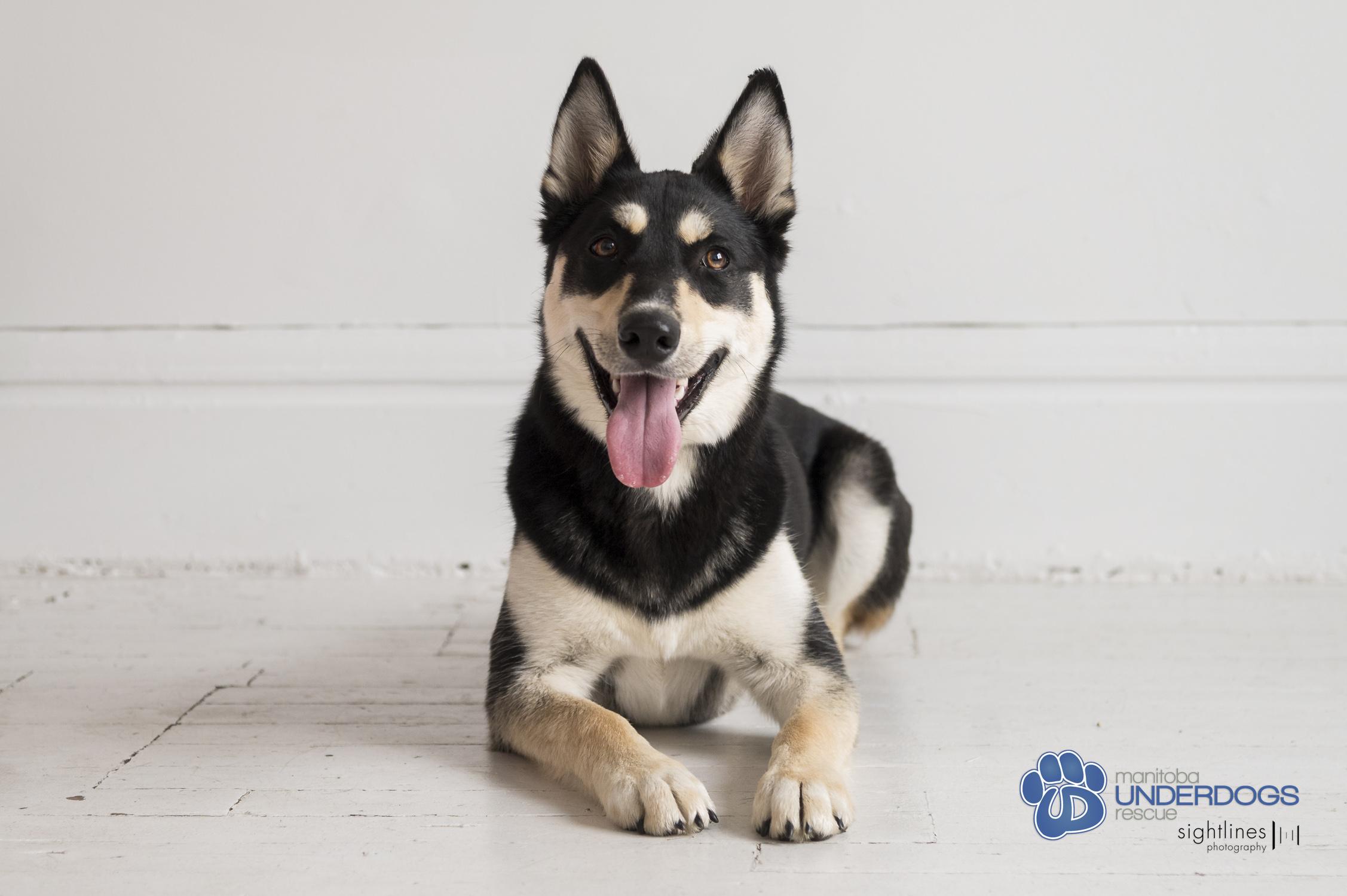 Enlarge Squall, an adoptable mixed breed in Winnipeg, MB image 4/4