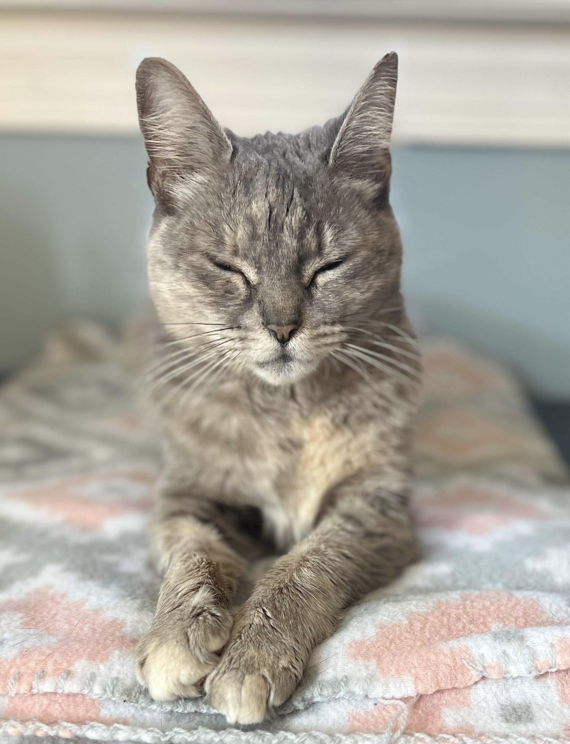 Enlarge Gertie, a Adopted Torbie in Horsham, PA image 3/4