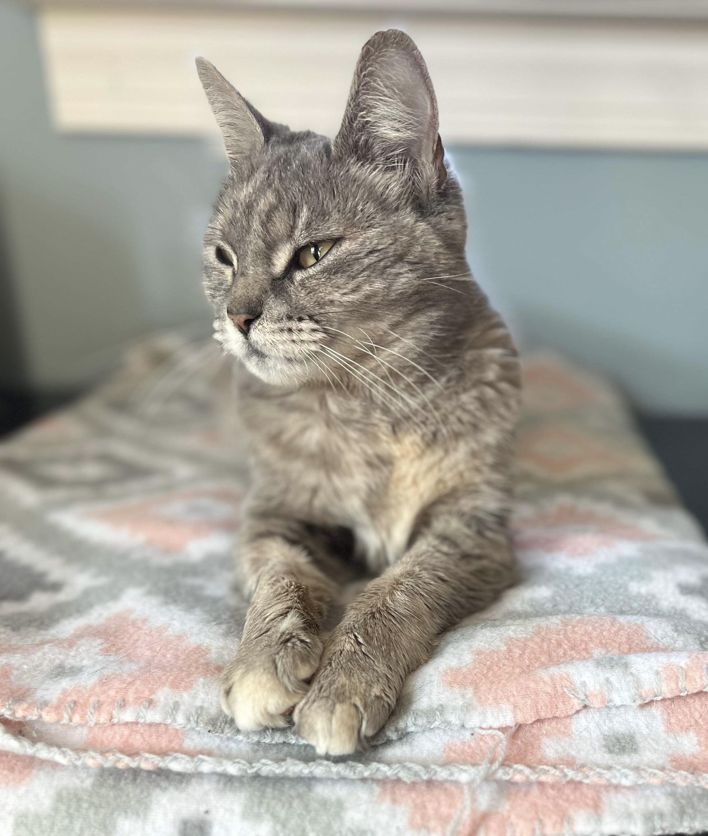 Enlarge Gertie, a Adopted Torbie in Horsham, PA image 1/4