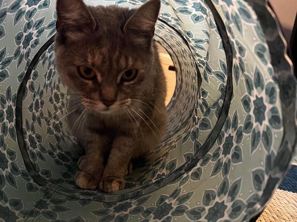 Enlarge Gertie, a Adopted Torbie in Horsham, PA image 4/4