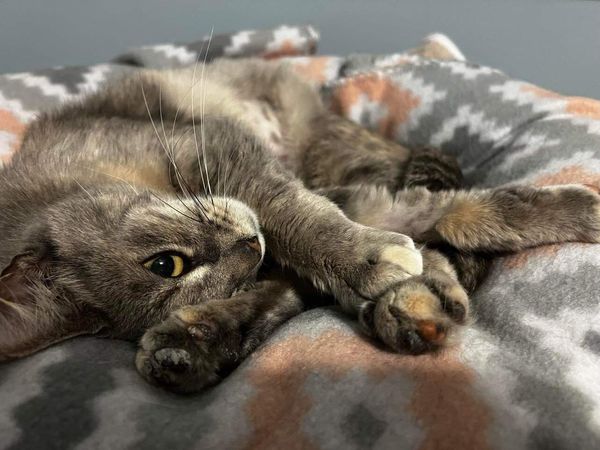 Enlarge Gertie, a Adopted Torbie in Horsham, PA image 2/4