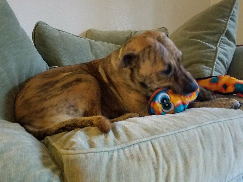 Reese, Adopted, Adult Female Plott Hound & Pit Bull Terrier.