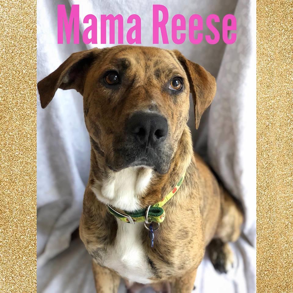Reese, a Adopted mixed breed in Bothell, WA image 2/3