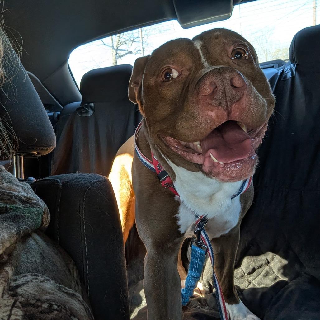 Enlarge Gavin, a Adoptable Pit Bull Terrier in Hope Mills, NC image 1/1