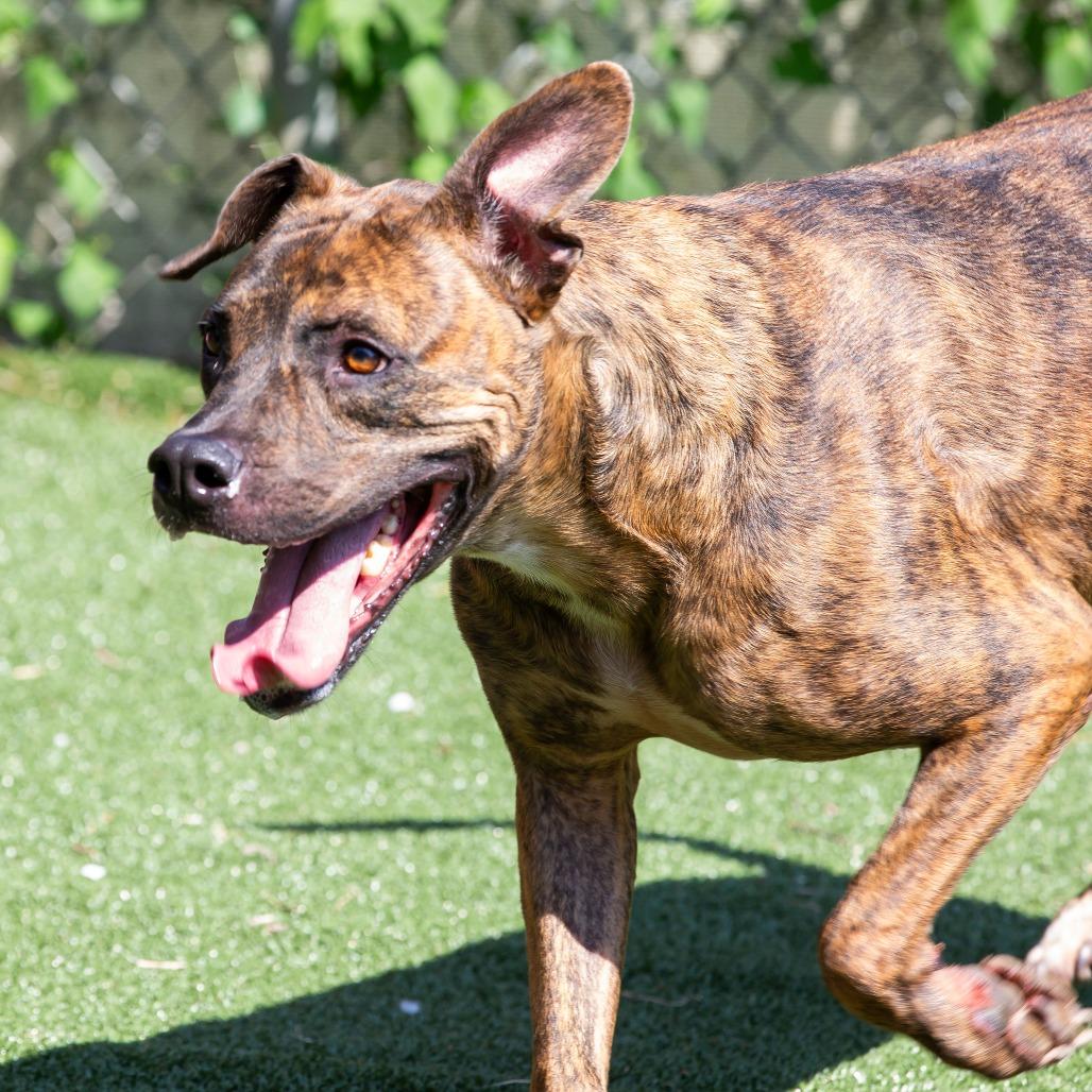 Ryder, Adoptable, Adult Male Mixed Breed.