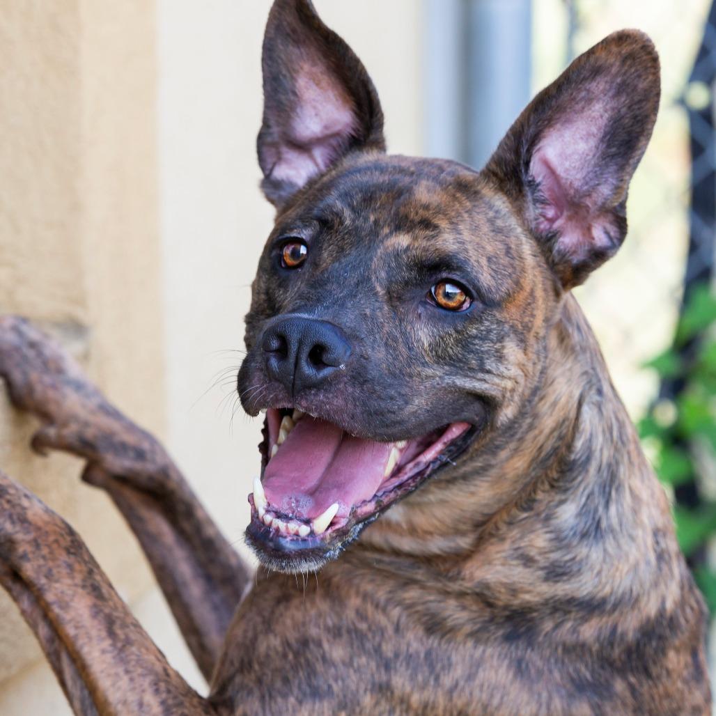 Enlarge Ryder, a Adoptable Mixed Breed in Cartersville, GA image 2/4