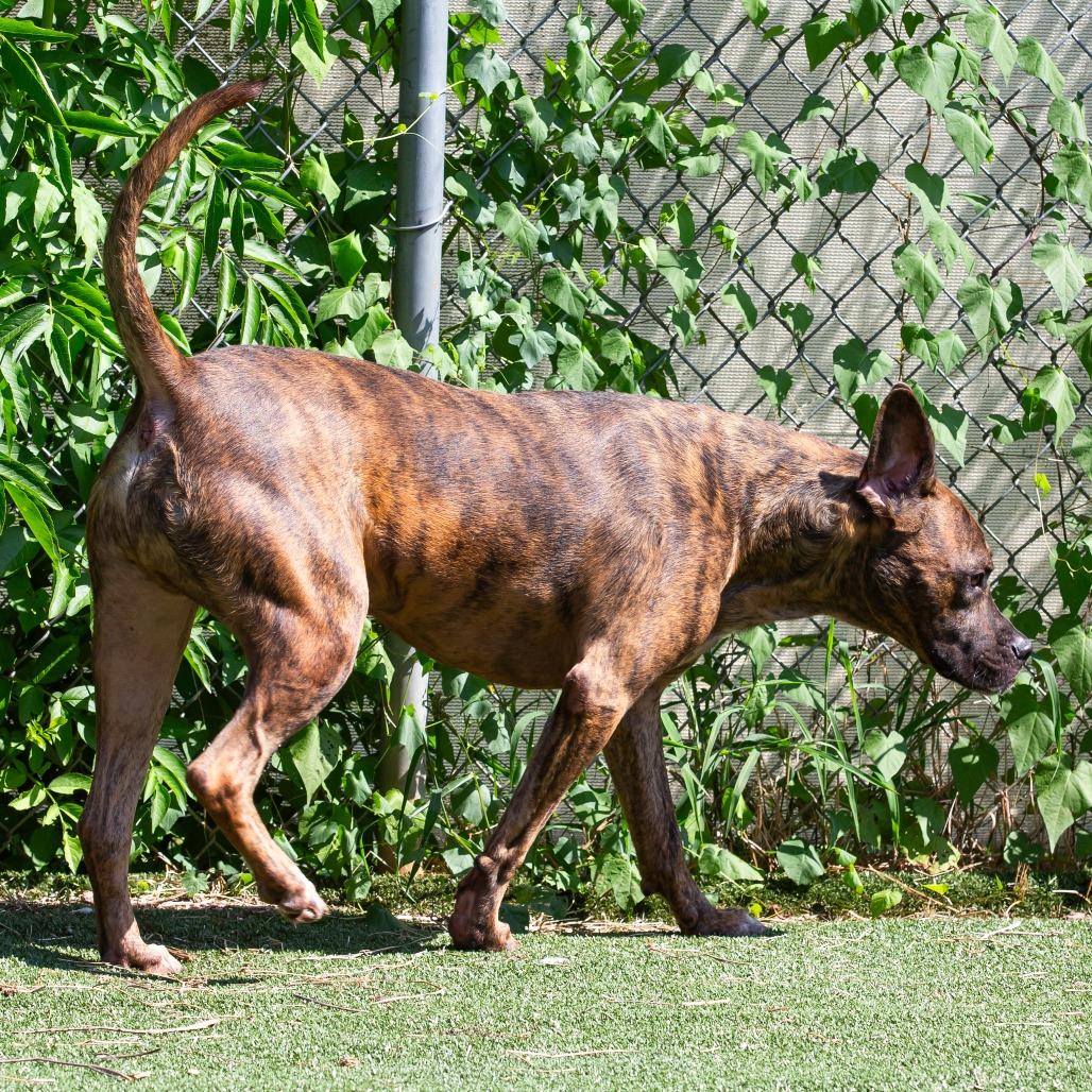 Enlarge Ryder, a Adoptable Mixed Breed in Cartersville, GA image 3/4