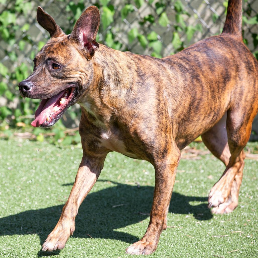 Enlarge Ryder, a Adoptable Mixed Breed in Cartersville, GA image 4/4
