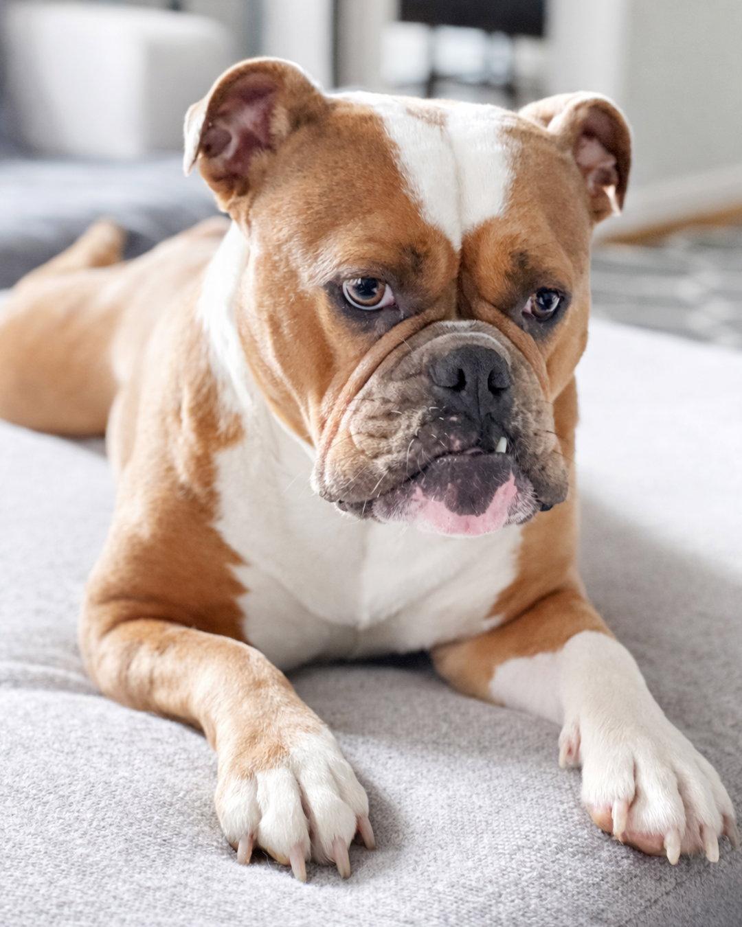 Enlarge Carmela Soprano, a Adopted English Bulldog in Westminster, MA image 2/3