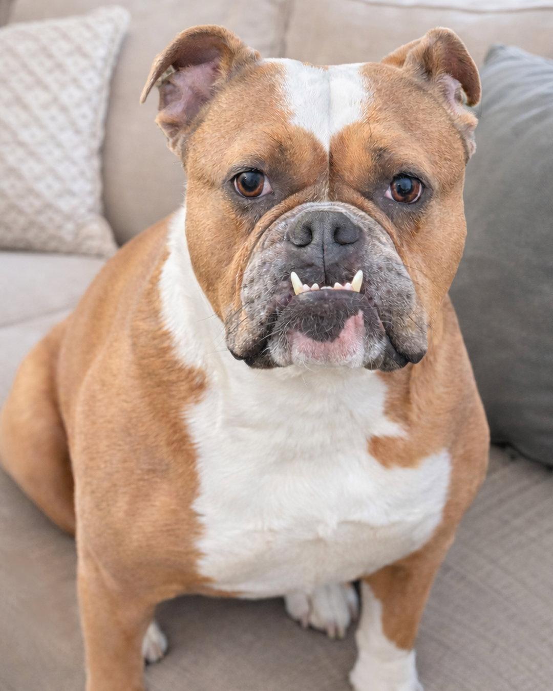 Enlarge Carmela Soprano, a Adopted English Bulldog in Westminster, MA image 3/3