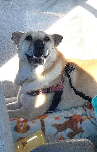 Coco, Adoptable, Adult Female Shar-Pei.