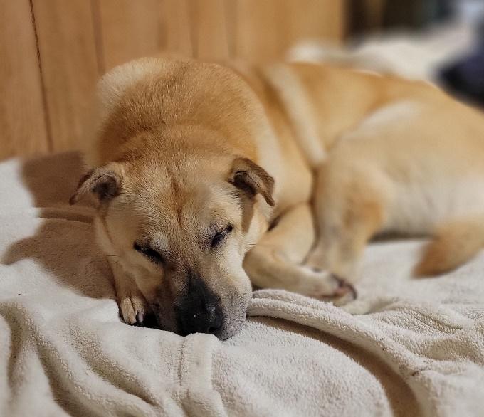 Enlarge Coco, a Adoptable mixed breed in Huntington, NY image 2/4