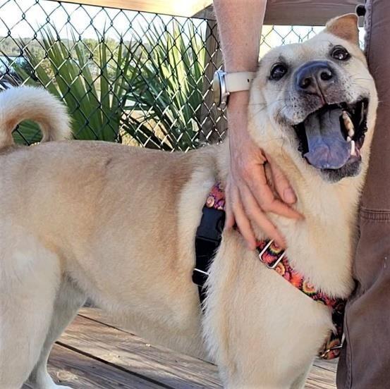 Enlarge Coco, a Adoptable mixed breed in Huntington, NY image 3/4