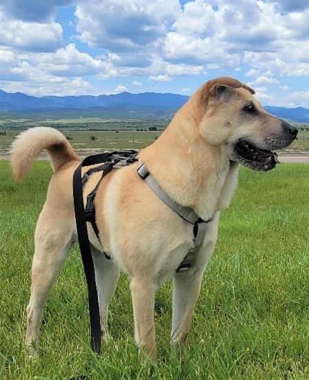 Enlarge Coco, a Adoptable mixed breed in Huntington, NY image 4/4