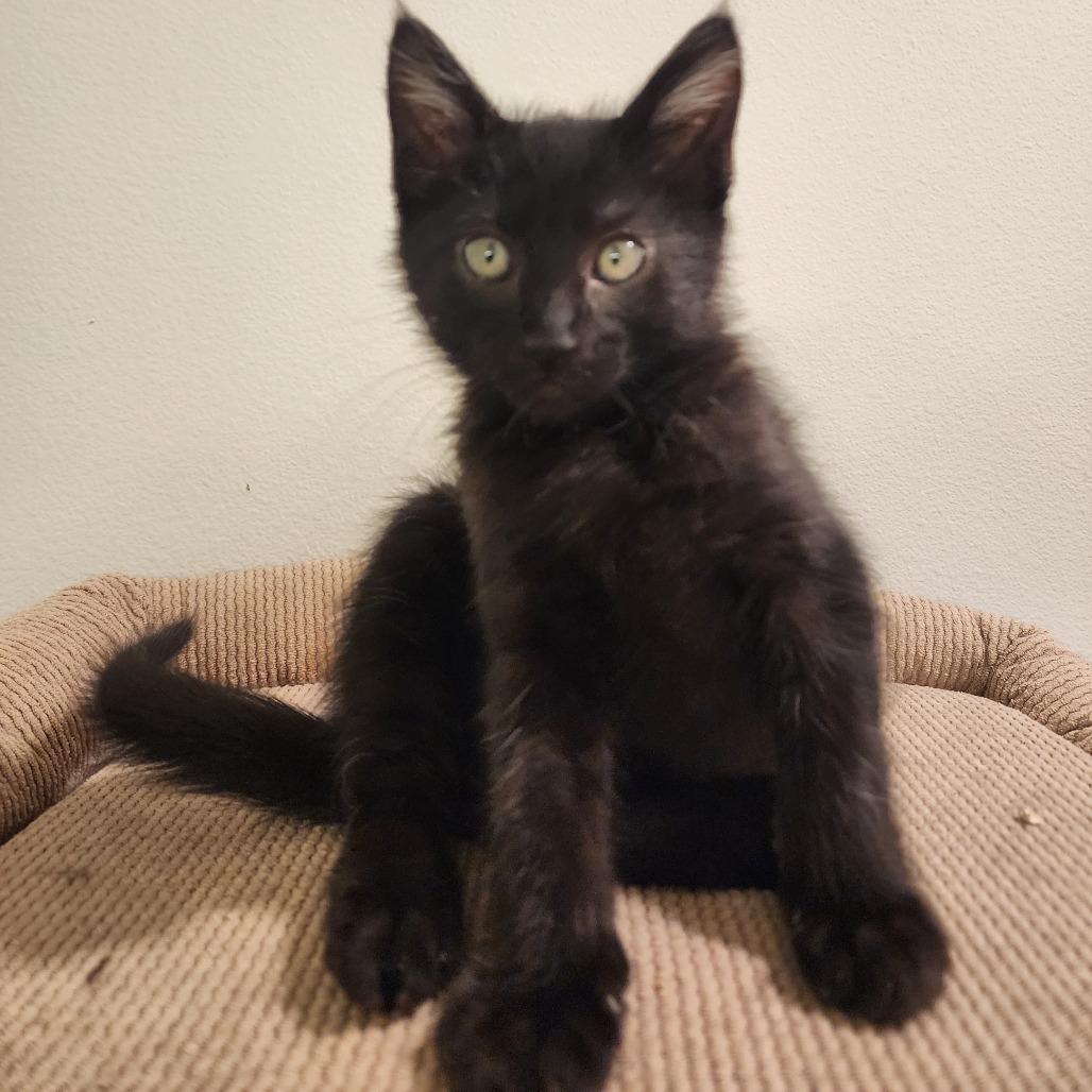 Enlarge JERRY, an adopted Domestic Short Hair in Graham, WA image 1/2