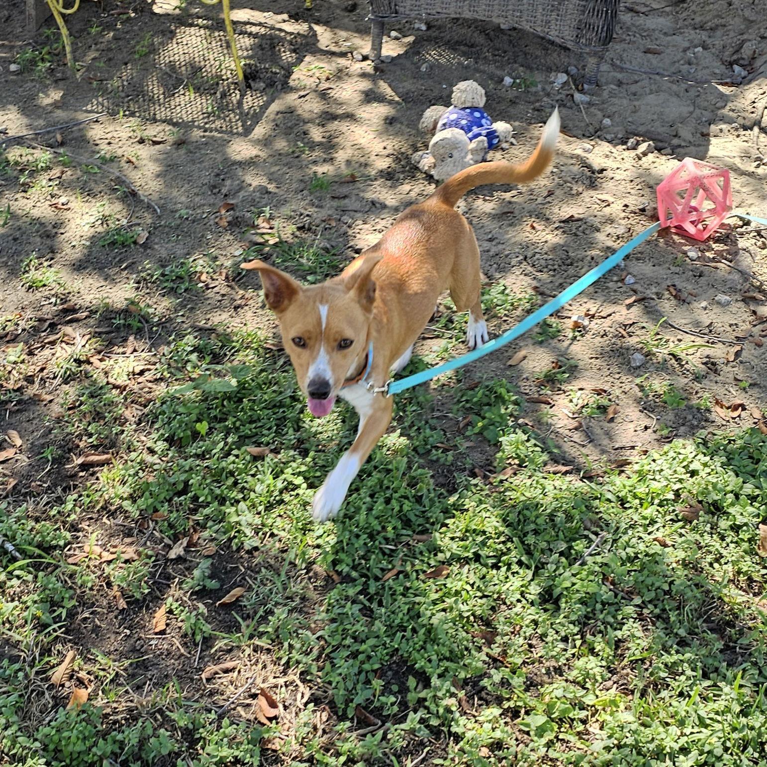Bechamel, Adoptable, Adult Male Chihuahua.