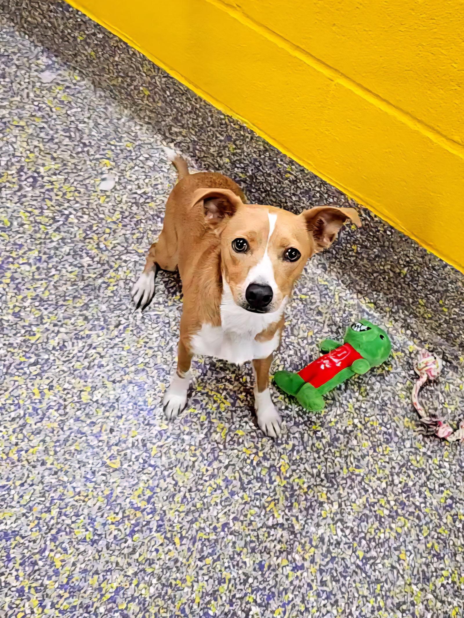 Bechamel, a Adoptable Chihuahua in Metairie, LA image 2/2