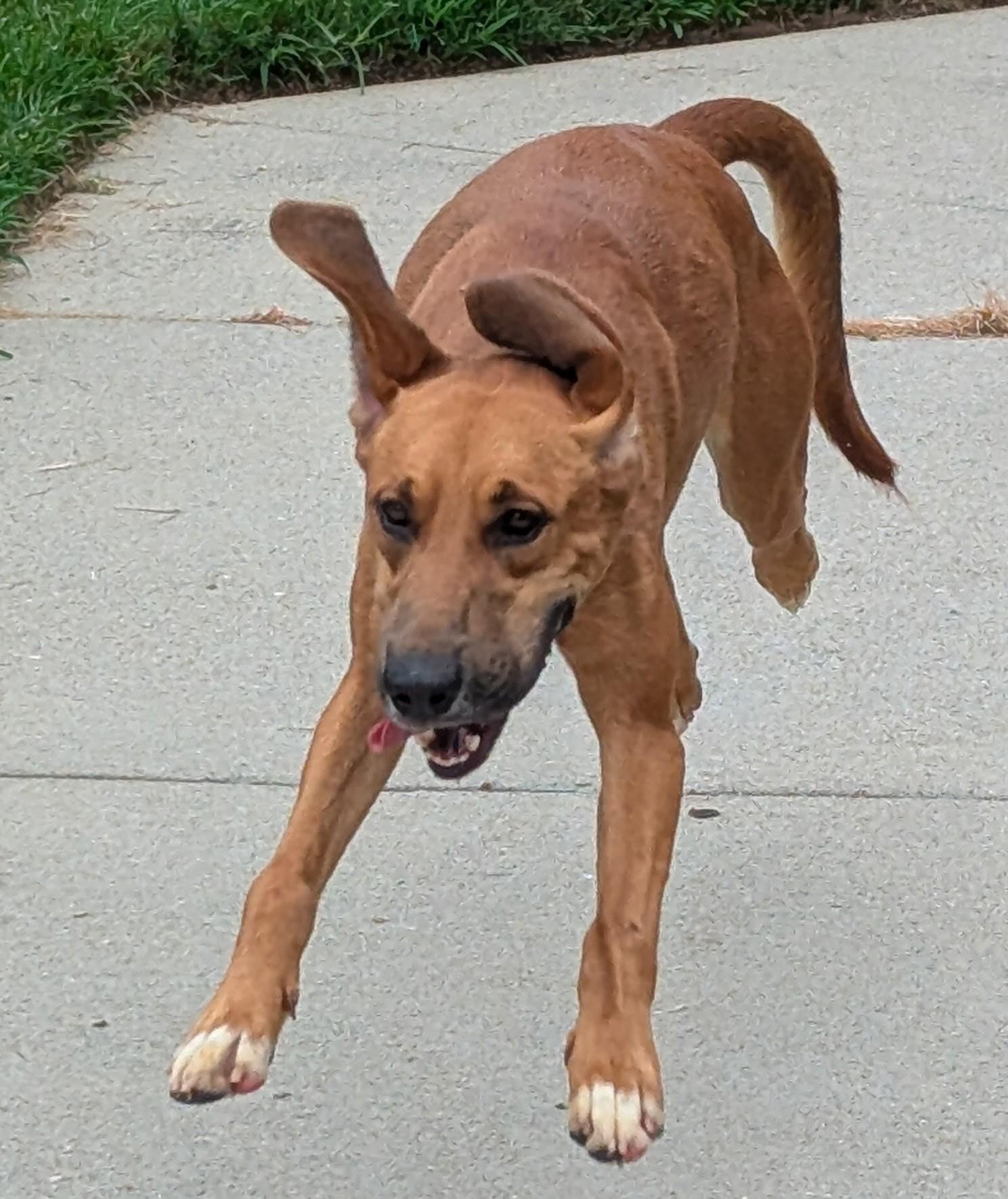 Enlarge Hank, a ADOPTABLE Hound in Suffolk, VA image 1/1