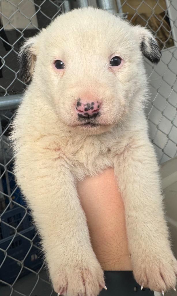 Enlarge Flame, a Adoptable mixed breed in Winnipeg, MB image 1/1