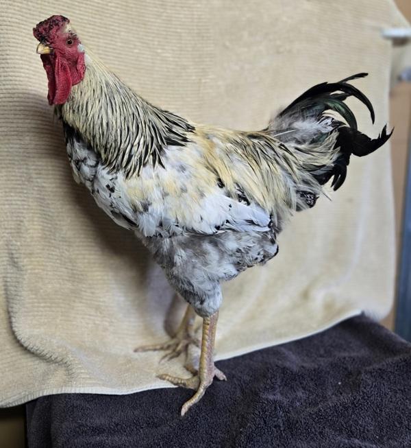 Enlarge Francisco, a Adoptable mixed breed in Monterey, CA image 1/1