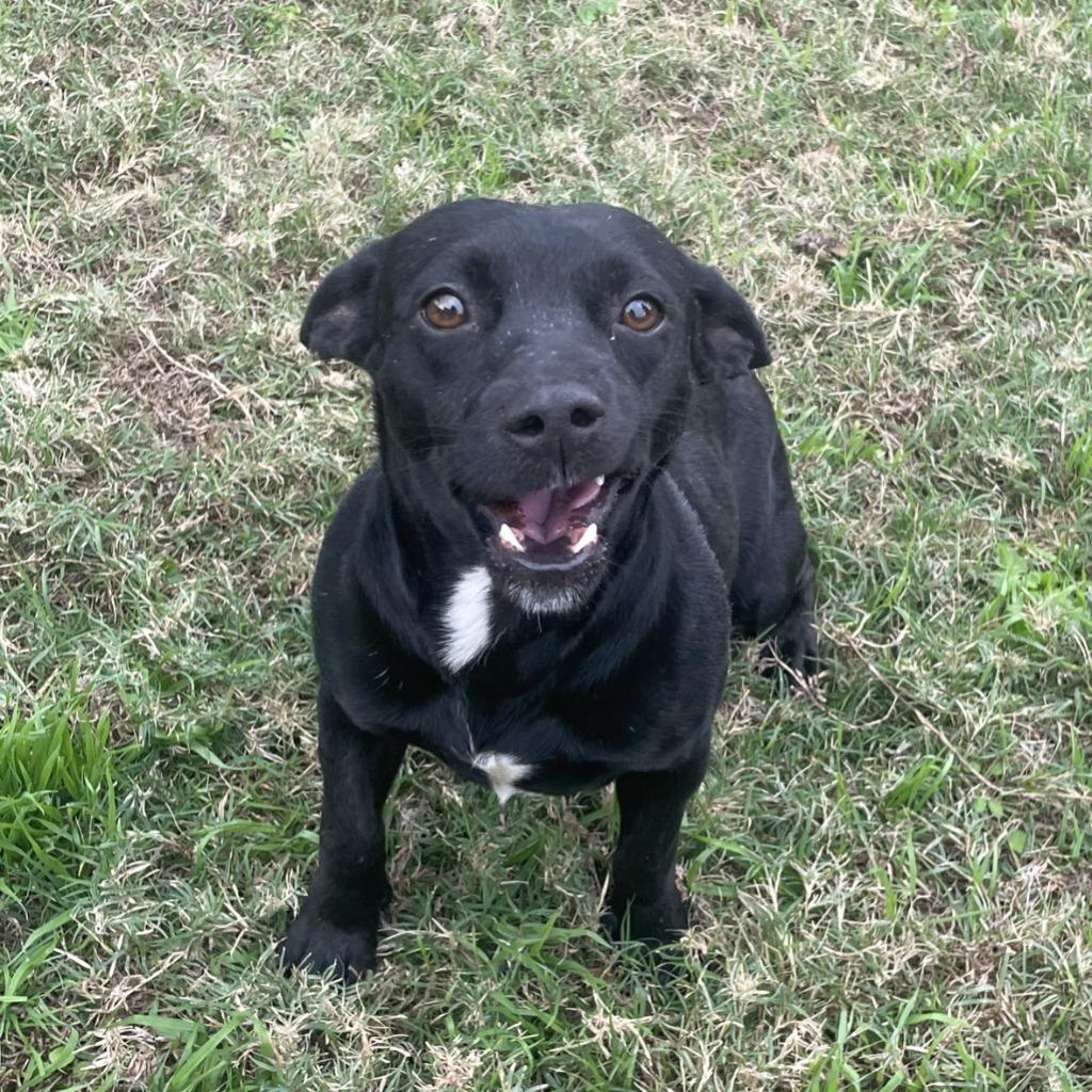 Enlarge Blackie, a Adoptable Chihuahua in Brenham, TX image 4/6