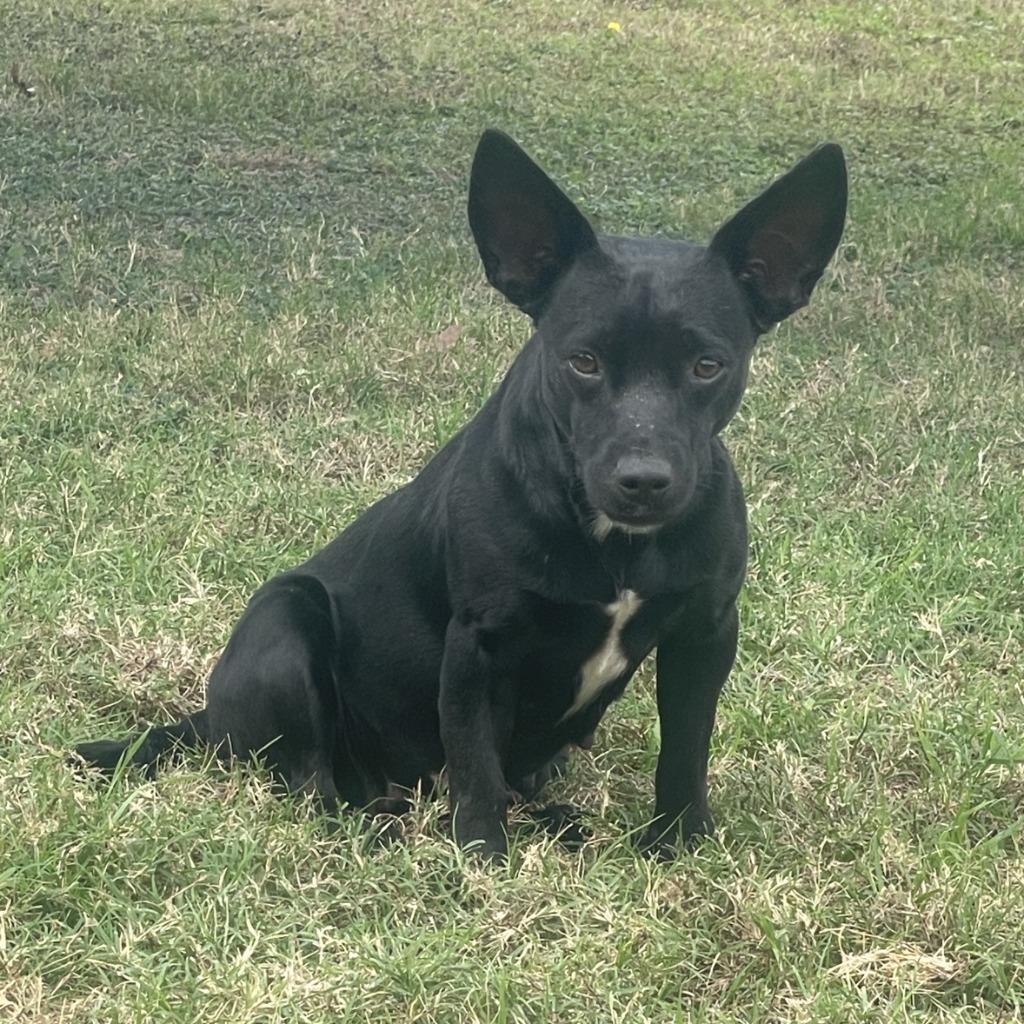 Enlarge Blackie, a Adoptable Chihuahua in Brenham, TX image 2/6