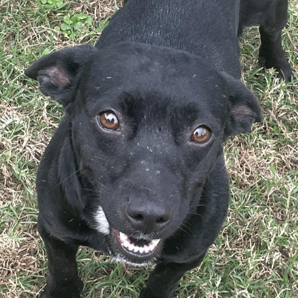 Blackie, Adoptable, Young Female Chihuahua.