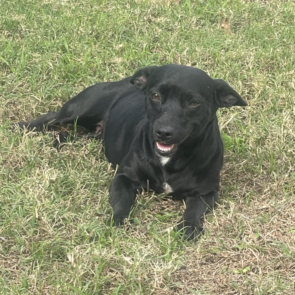Enlarge Blackie, a Adoptable Chihuahua in Brenham, TX image 5/6