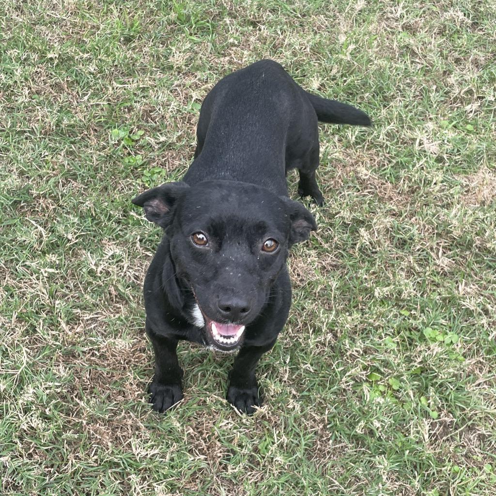 Enlarge Blackie, a Adoptable Chihuahua in Brenham, TX image 6/6