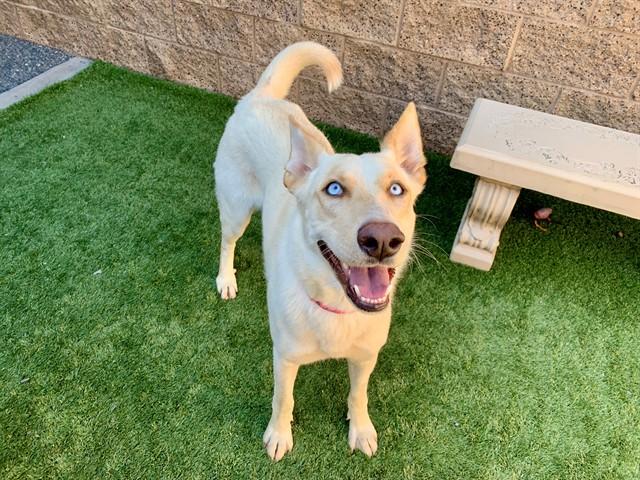 DOVE, Adoptable, Young Female Siberian Husky & Mixed Breed.