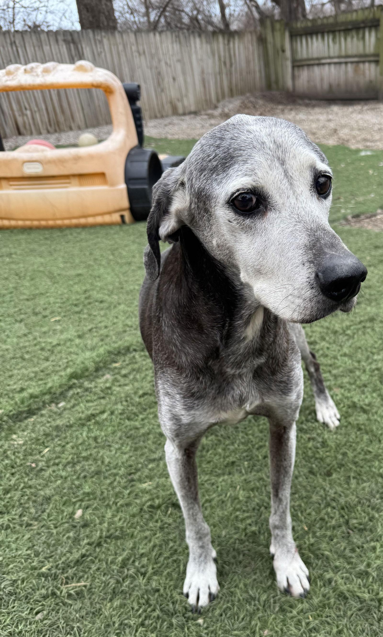 Toby, a Adoptable Labrador Retriever in Leavenworth, KS image 1/3