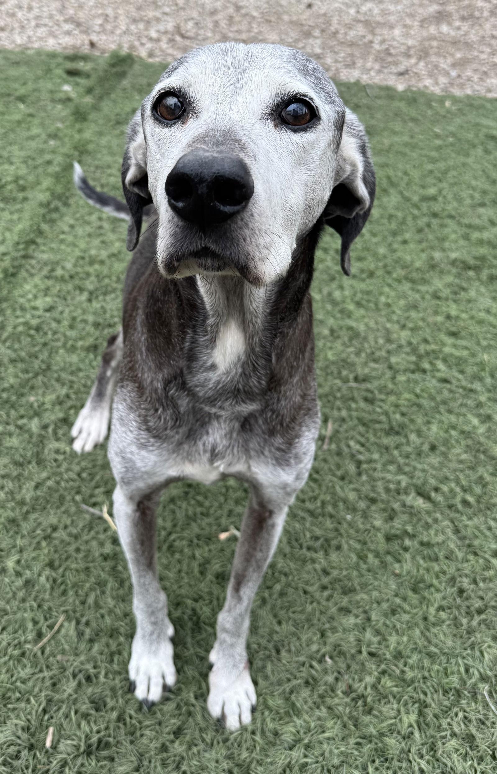Toby, a Adoptable Labrador Retriever in Leavenworth, KS image 2/3