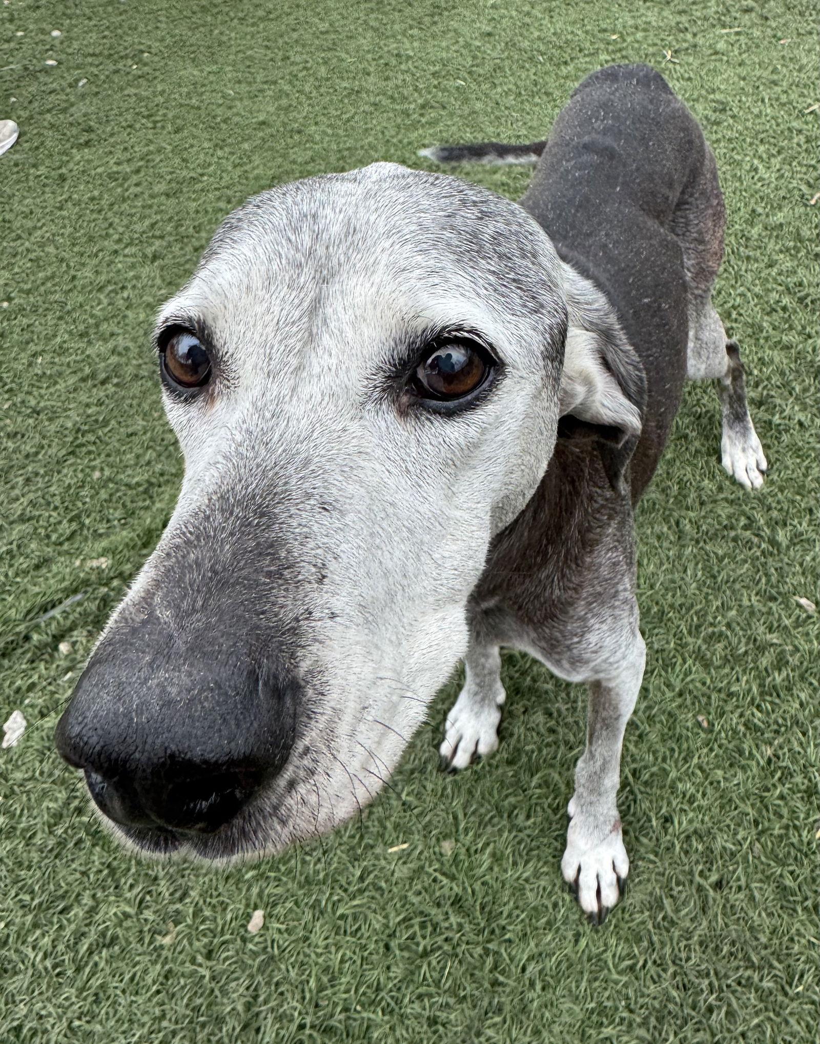 Toby, a Adoptable Labrador Retriever in Leavenworth, KS image 3/3
