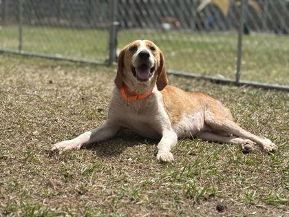 Enlarge 3466B Tiger Lily Adoption Ambassador, a Adoptable mixed breed in North Charleston, SC image 1/3