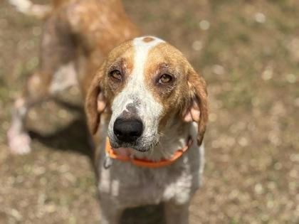 Enlarge 3466B Tiger Lily Adoption Ambassador, a Adoptable mixed breed in North Charleston, SC image 2/3
