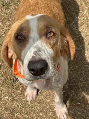 Enlarge 3466B Tiger Lily Adoption Ambassador, a Adoptable mixed breed in North Charleston, SC image 3/3