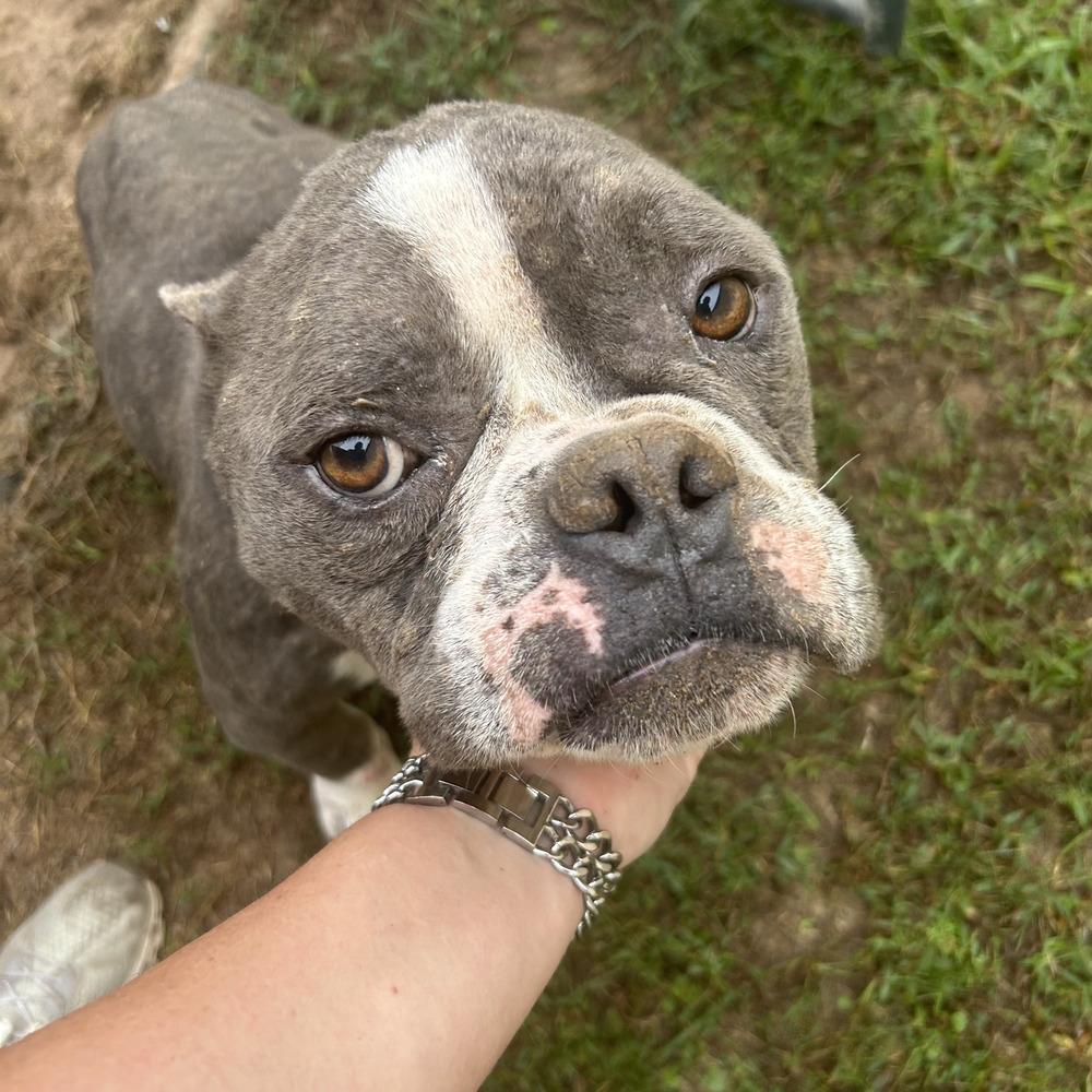 Enlarge Lucky, a Adoptable mixed breed in Oswego, IL image 4/4