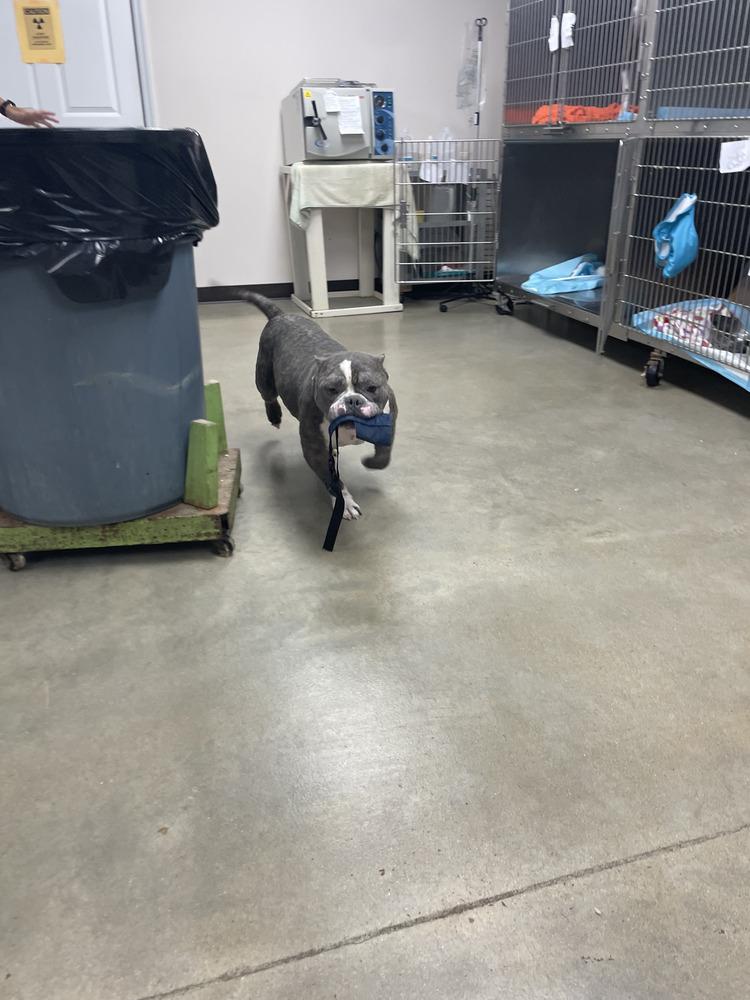 Enlarge Lucky, a Adoptable mixed breed in Oswego, IL image 3/4