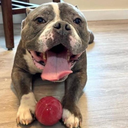 Lucky, Adoptable, Young Male Pit Bull Terrier.