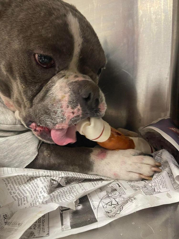 Enlarge Lucky, a Adoptable mixed breed in Oswego, IL image 2/4