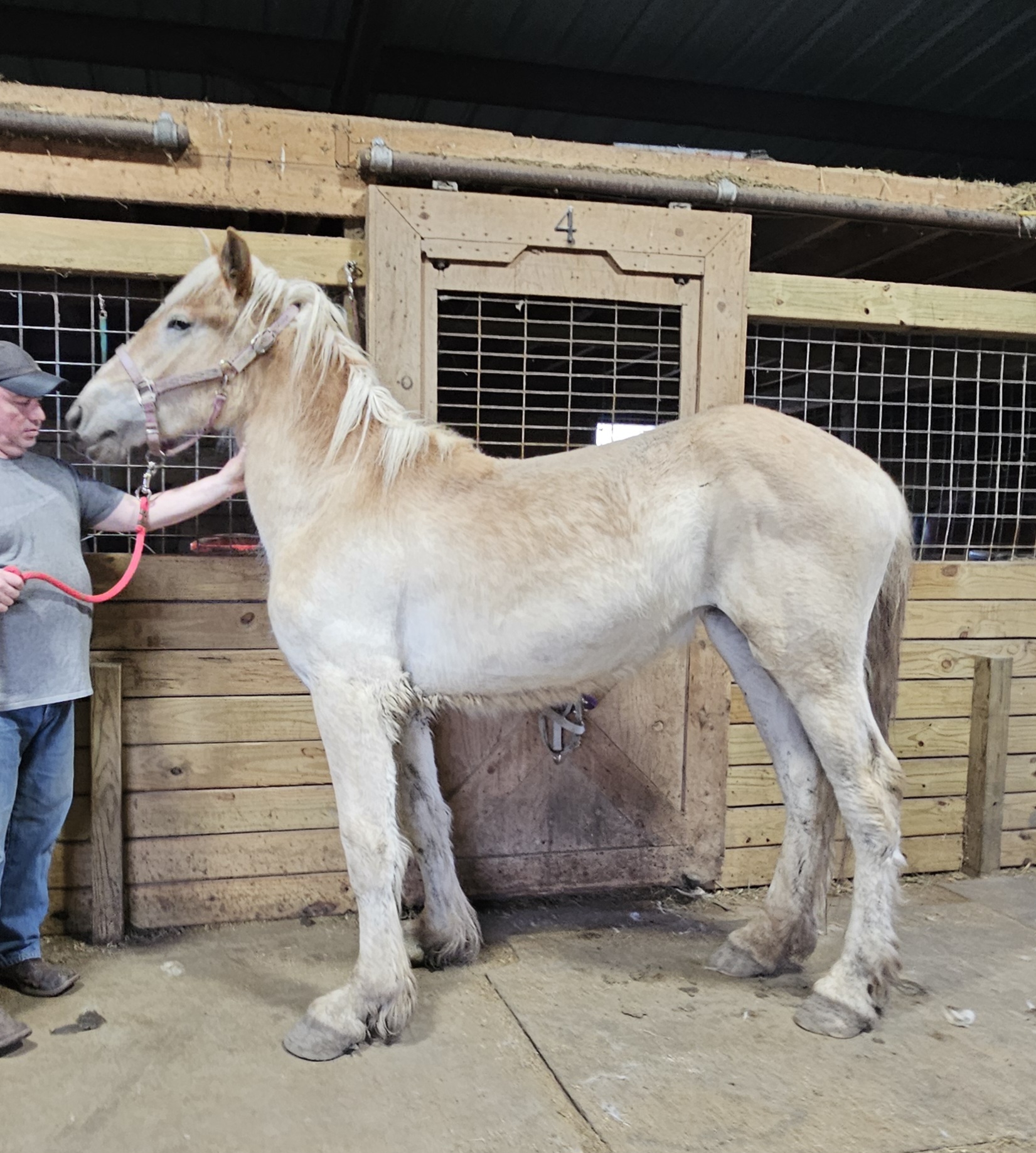 Tinsley, a Adoptable Belgian in Decatur, IN image 1/3