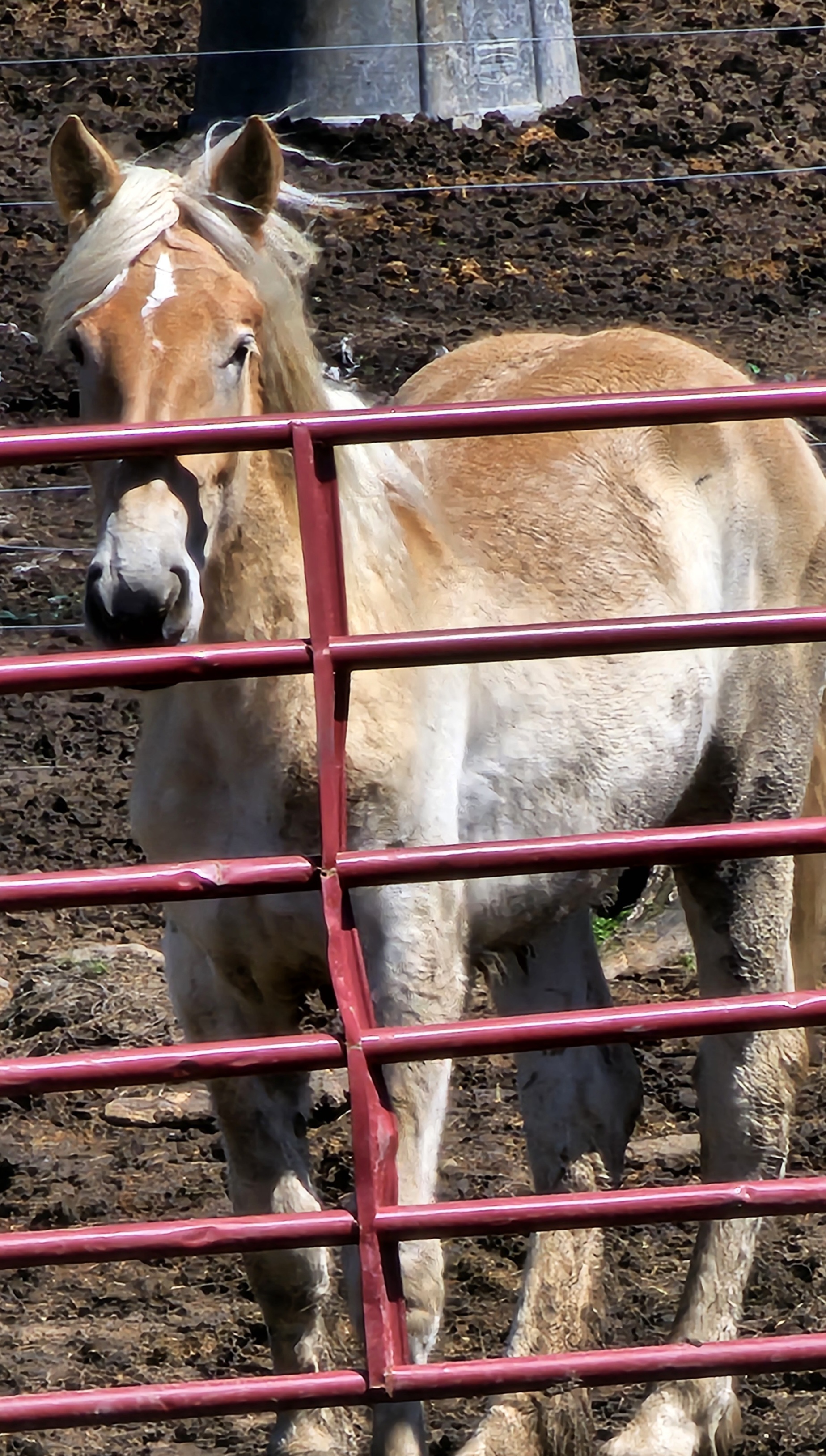 Tinsley, a Adoptable Belgian in Decatur, IN image 2/3