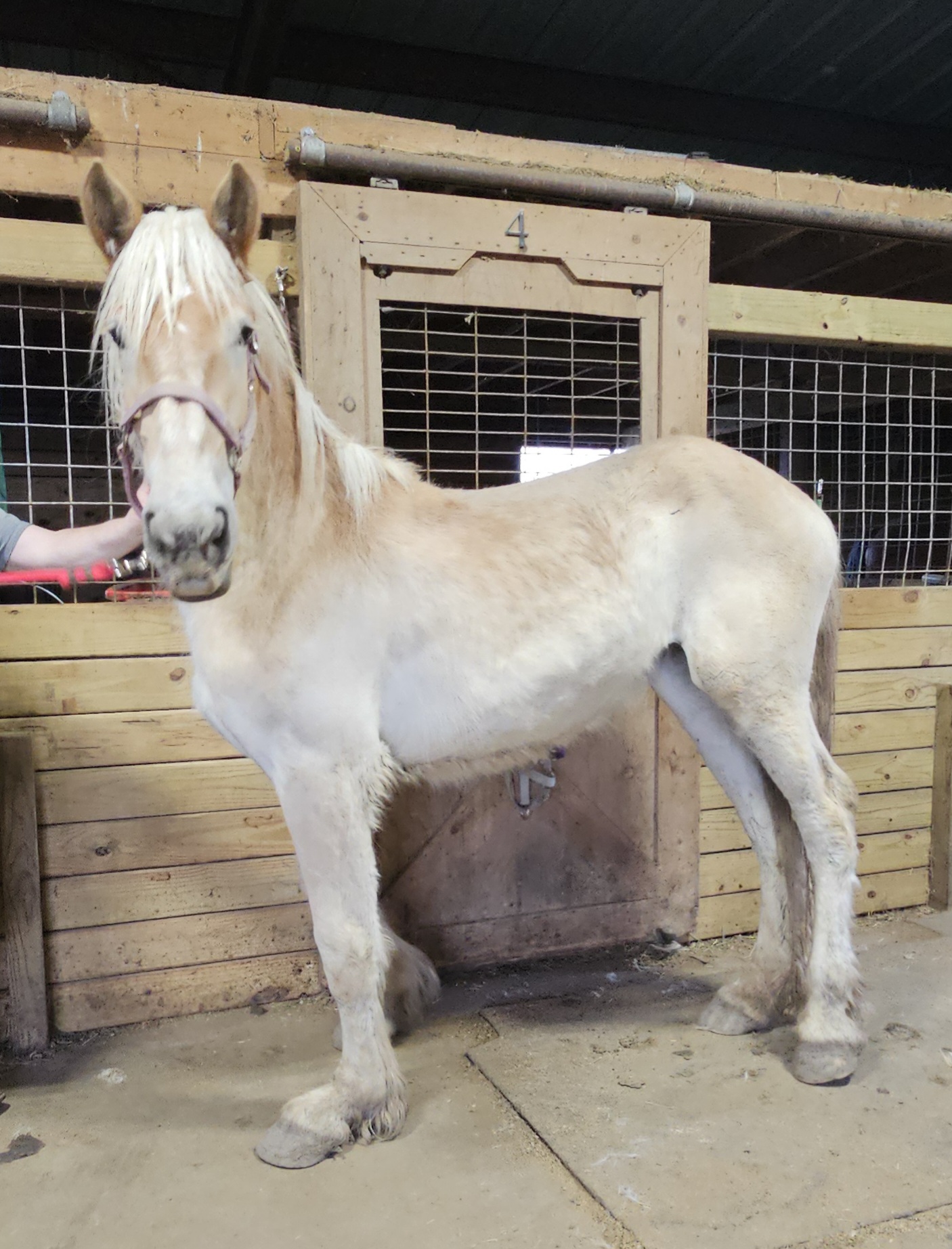 Tinsley, a Adoptable Belgian in Decatur, IN image 3/3