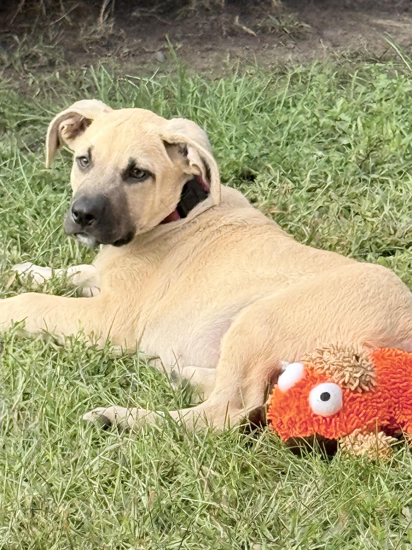 Enlarge Boss, a Adoptable mixed breed in South Saint Paul, MN image 5/5