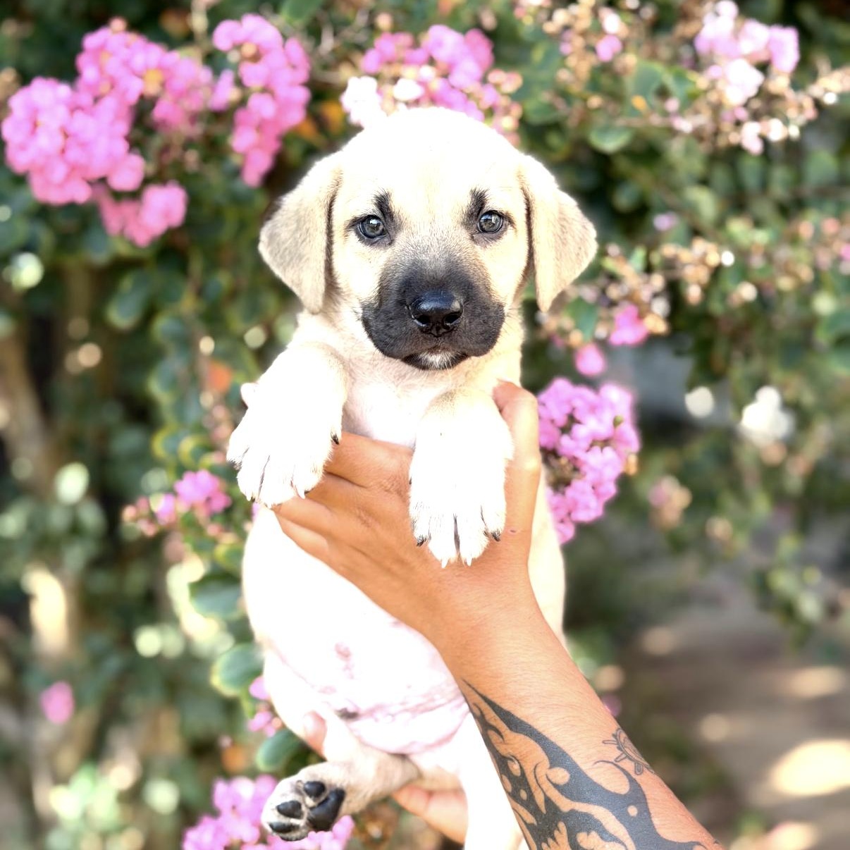 Enlarge Boss, a Adoptable mixed breed in South Saint Paul, MN image 1/1