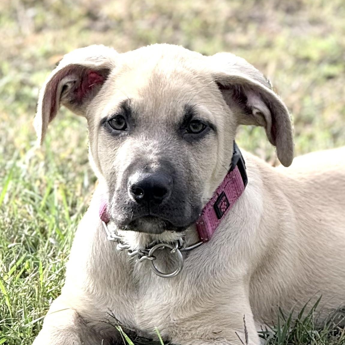 Enlarge Boss, a Adoptable mixed breed in South Saint Paul, MN image 2/5